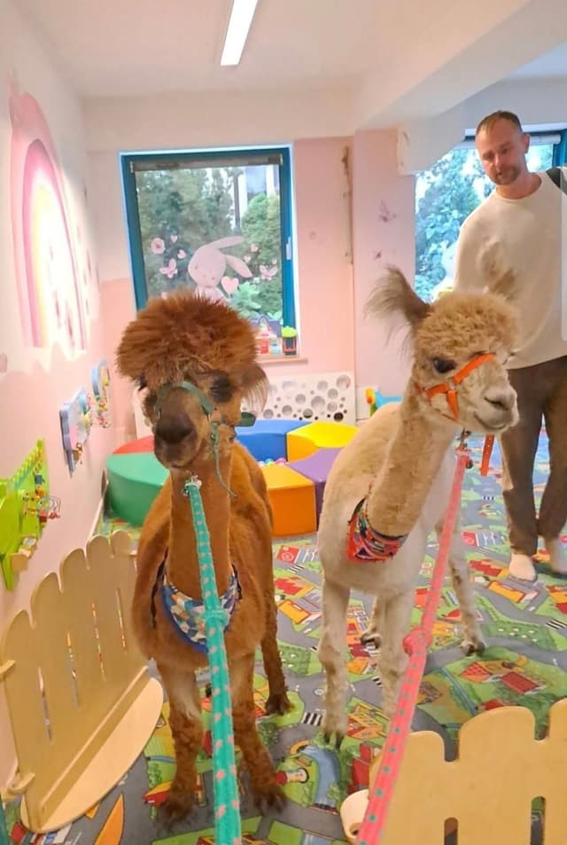 Dwie alpaki w sali